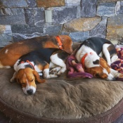 Stronzo, a tri-clour Beagle Dog
