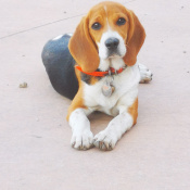 Cinta, a Brown Beagle Dog