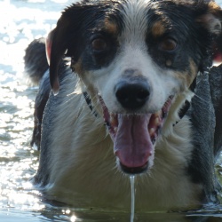 Maori, a Black & White New Zealand Header Dog