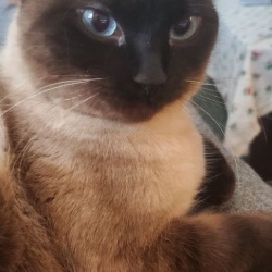 Tara, a White, Light-grey, Dark-grey, Cream Siamese / ragdoll Cat